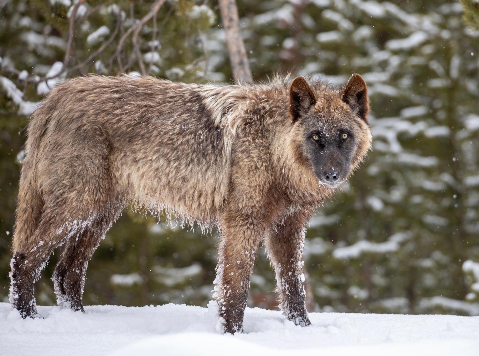 A wolf in Yellowstone. Each year, wolf watching attracts avid nature lovers from around the world and yields millions of dollars in traveler spending. But what's the real value of wolves, and bringing back a species, and its ecological importance in nature. A new study in Wisconsin says that wolves also possess a worth to people living in rural counties and they might save lives. Photo courtesy Jim Peaco/NPS