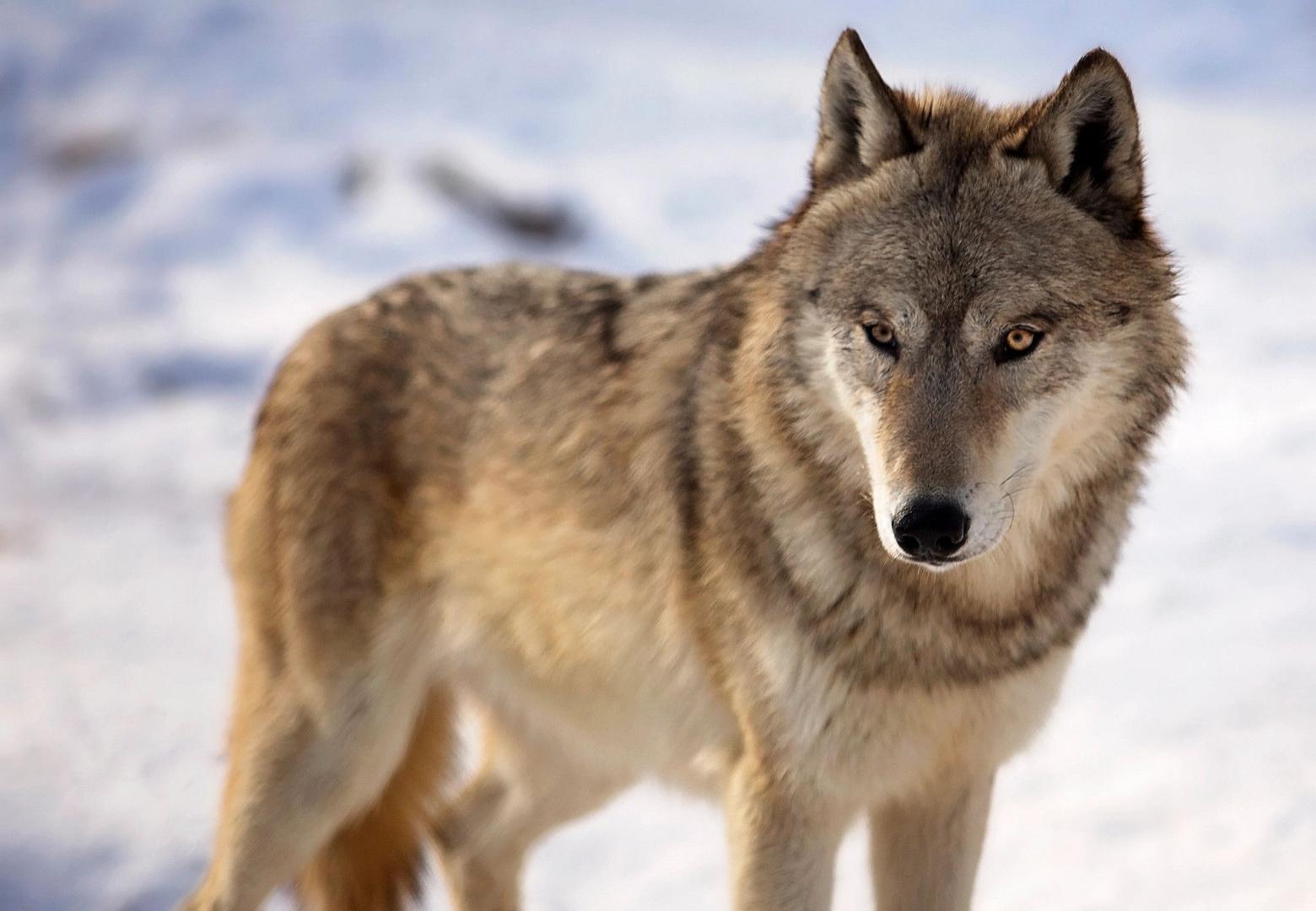 A "Wisconsin" wolf, not much different from a Minnesota wolf and not much different from a "Yellowstone,"  "Idaho,"  "Montana," or "Canadian wolf."  Contentions that "Canadian wolves'" which were used in reintroduction efforts to Yellowstone and central Idaho are markedly different from wolves that existed there before have been proved false by science. Still, AM radio continues to spew Q-Anon like conspiracy theories. Photo courtesy Wisconsin DNR