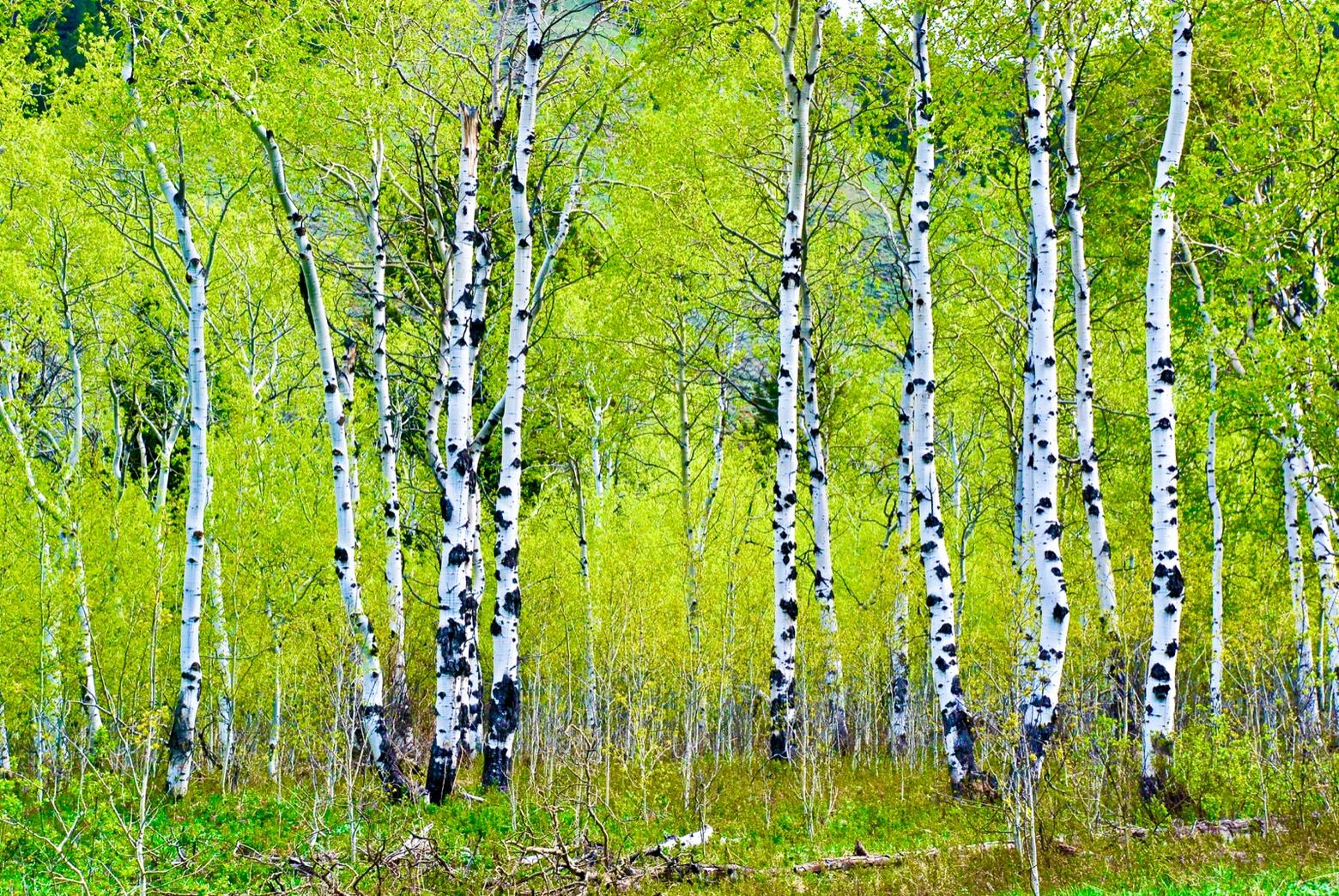 Aspen "groves" are actually expressions of a single mother tree and shared underground system. No matter where you go, how much do you remember about the particulars of place and what reverence do you hold for the other entities that call it "home"? Photo courtesy Susan Marsh