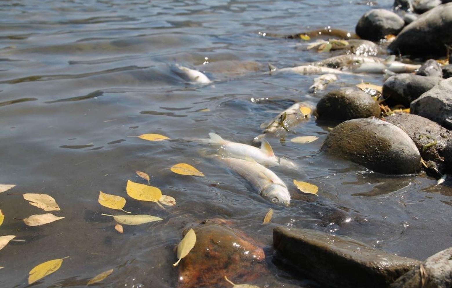 Top photo: Imagine if much more of Paradise Valley were peppered by sprawling subdivisions? Photo by Todd Wilkinson. Above: A few years ago, lovers of the Yellowstone River received a wake-up call when thousands of fish died in the middle of summer, killed by a microscopic parasite that thrived in warm and low water conditions linked to drought (and climate change). The outbreak caused wildlife officials to shut down fishing and recreational rafting because of stress on fish populations. Photo courtesy Montana Fish Wildlife and Parks