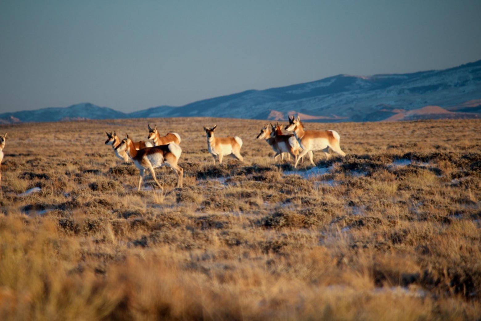 Pronghorn on winter range and along a migration corridor in Wyoming which has been a national leader in safe wildlife passage issues. With regard to protecting wildlife habitat against fossil fuel development, the state has struggled.  Photo courtesy Gregory Nickerson/Wyoming Migration Initiative