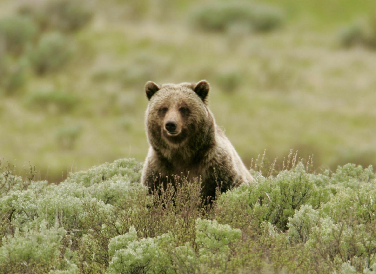 People and bears, microbes, birds, ancient forests and all living things share the same distinct biological mosaic present on Earth and nowhere else—so far as we know. Photo of Yellowstone grizzly on Swan Lake Flats courtesy Jim Peaco/NPS