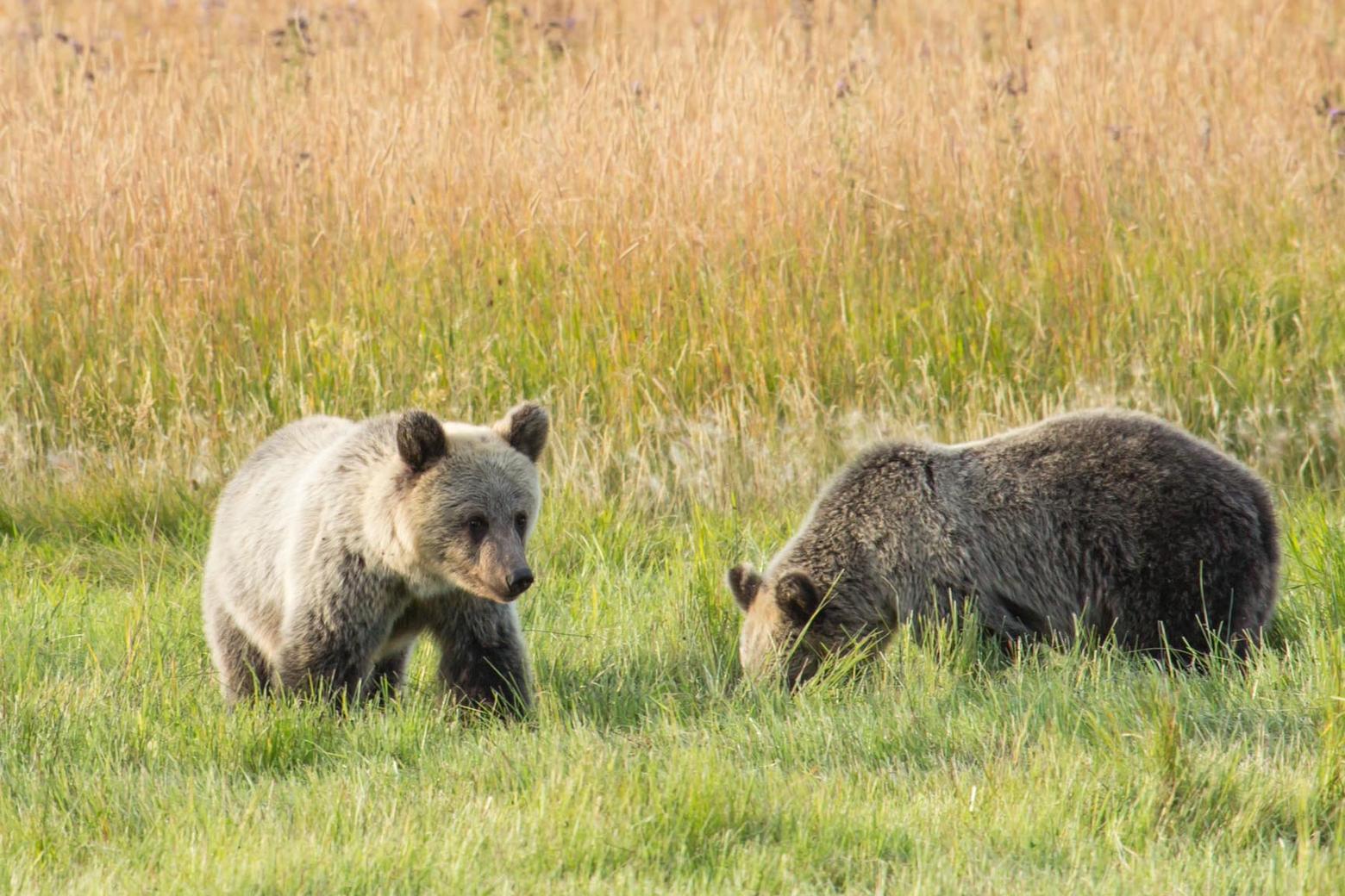After their mother was shot in the vicintity of Tom Miner Basin, these orphaned and vulnerable young grizzly sisters miraculously denned and survived a long winter only to be euthanized by state officials when they wandered into developed areas in Paradise Valley. Their lethal outcome was controversial but it also speaks to the nuanced challenges of co-existence between people and bears. Photo courtesy Brad Orsted