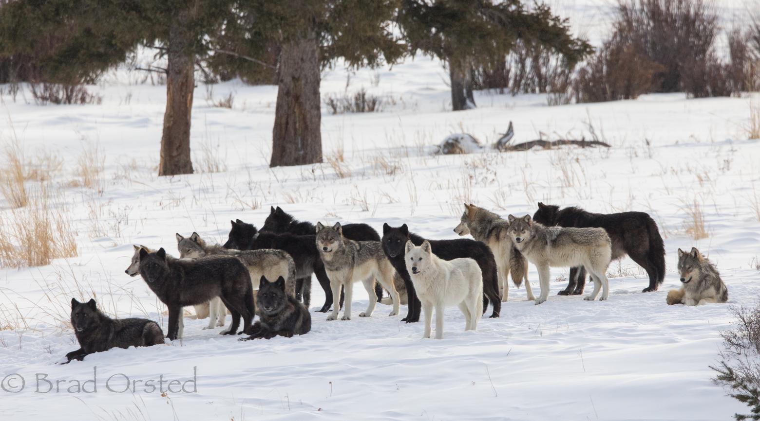 Bearing witness to the inhabitants of wild country has earned Orsted praise and a huge portfolio of images. Photo of Yellowstone wolves courtesy Brad Orsted