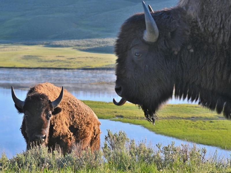 A mother bison tasting the air in Yellowstone