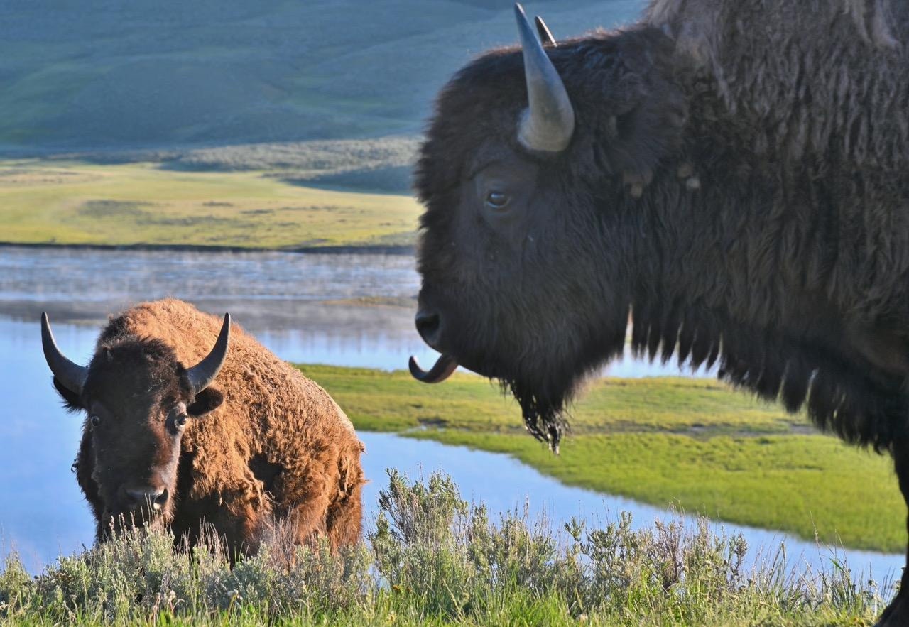 A bison mother uses all of her sensual capabilities to gauge cues of what's happening in the Yellowstone landscape around her—part of  animal sentience we humans only modestly grasp. In this case, she is "tasting" the air with her tongue. 
