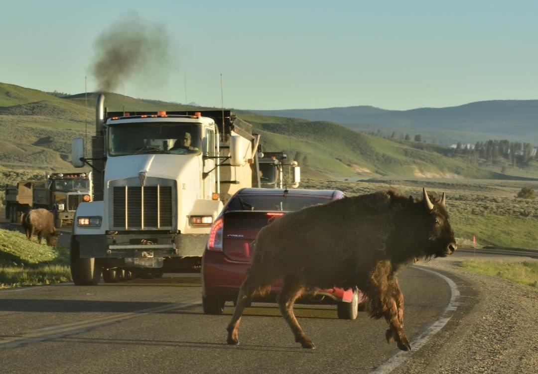 Above: Adventuring down the Yellowstone Anthropocene Highway