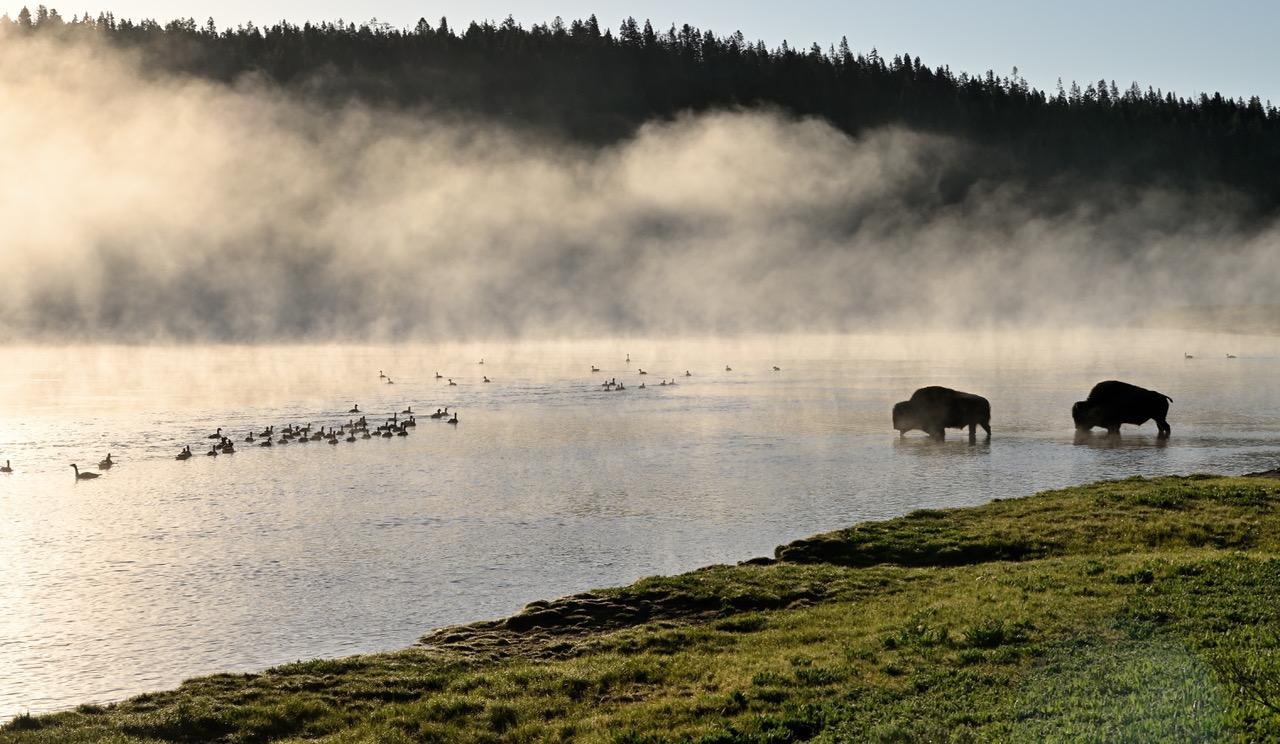 Bison prepare to ford the Yellowstone River.