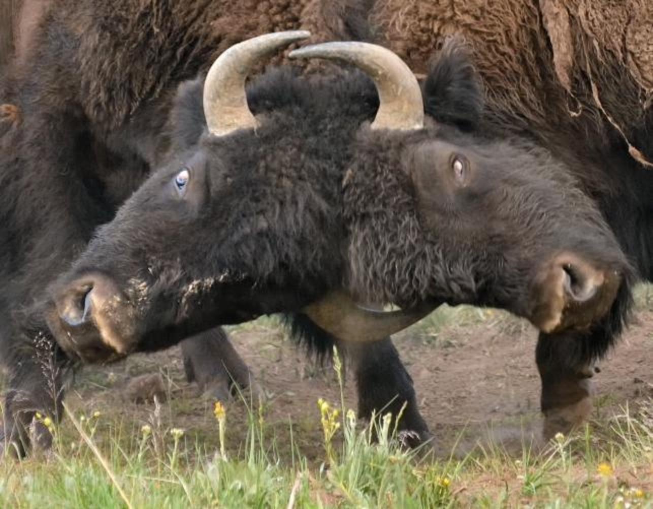A couple of young bulls working out the prep for the buffalo breeding olympics to begin. An opportunity to plant their genes is still years in the future. When and if they live long enough they will have the mass and aggression to compete as a member of the apex of the heavyweight breeding bull elite.
