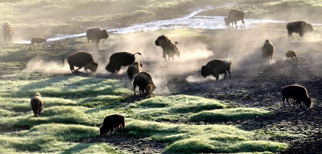 There is a collective excitement this early summer morning. Grazing has been good on green grass now rapidly drying from the heat.  With the abundance of food, winter ribs have receded as the body mass lost in winter has been restored.  And the enlivened prospect of the summer rut hangs in the air.