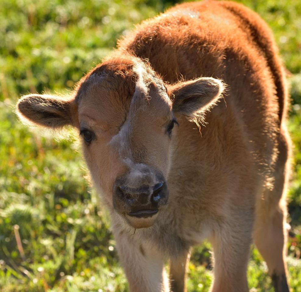 After nursing happily, the calf's face has a streak of mother's milk.