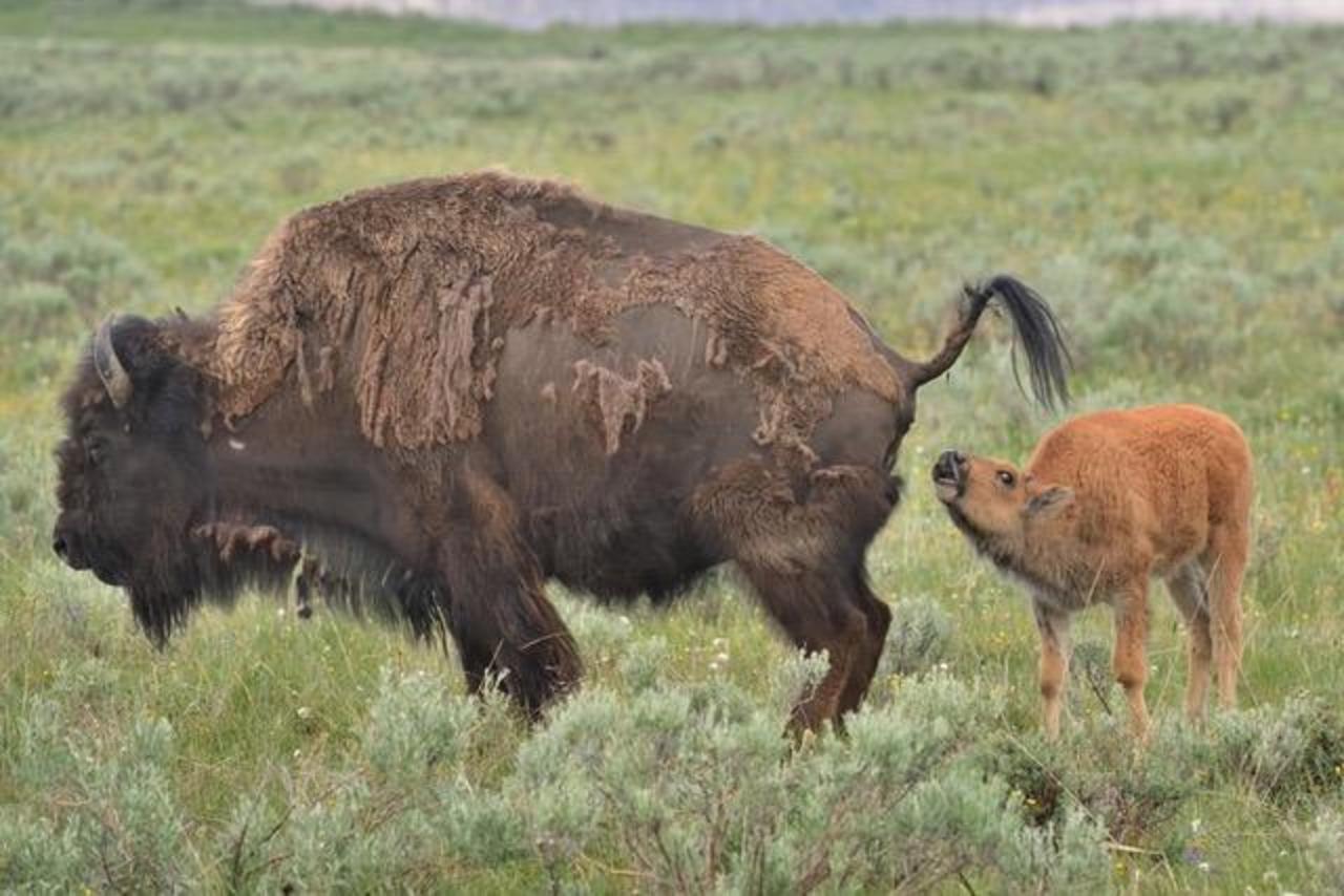 The cow's urination elicits a lip curl, a male bison's rut response behavior to check if a female is in estrus, even in her recently born bull calf.