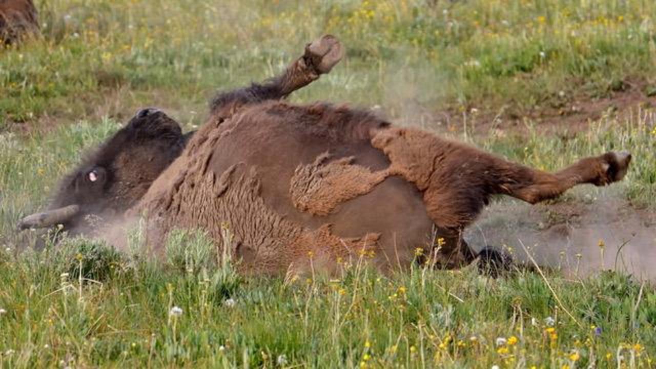 A good flop in the dust gives a cow bison some relief from the itch of shedding heavy winter coats and the irritation of biting summer insects. Soon, bison bulls will be wallowing too as part of the rut. 