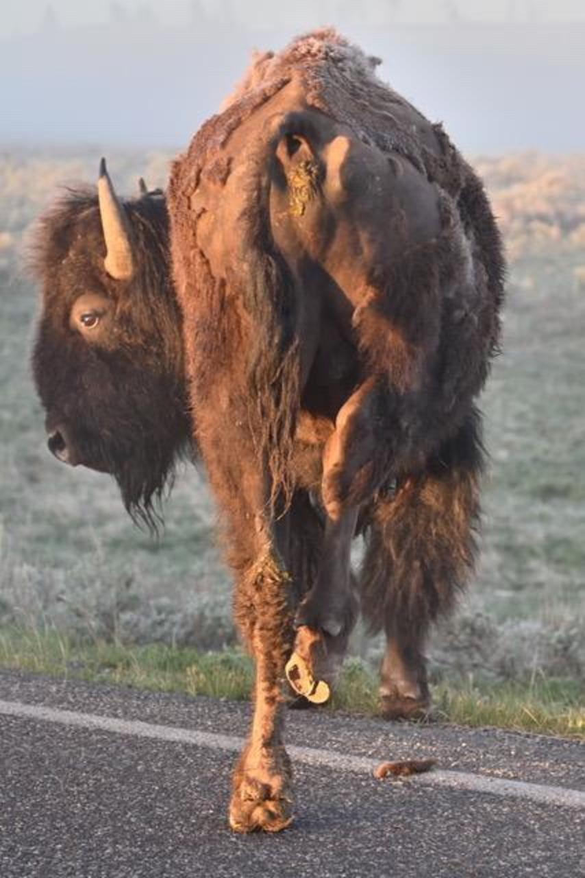 A bison with an eventual mortal injury to its right hind leg. Was it caused by vehicle collision or something else?