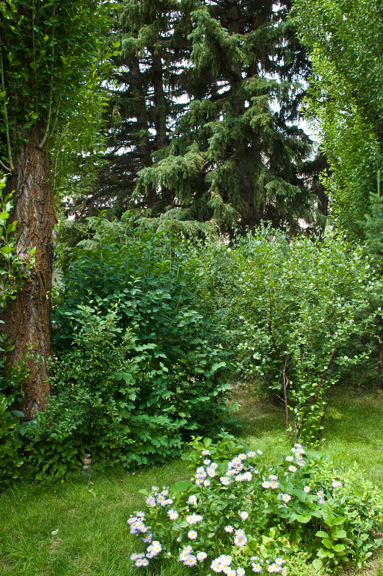 Rather than trying to rationalize her impact, Marsh decided she would alter her behavior and go elsewhere instead of displacing wildlife . This is her backyard. Photo courtesy Susan Marsh