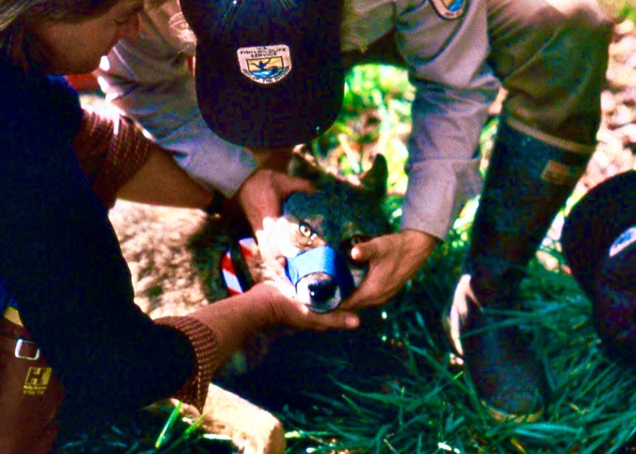 Wolf conservation has have been a big part of Phillips' life. In 1989, he  (in hat) and field colleague Michael Morse gently handle the first red wolf born in the wild. Photo courtesy Mike Phillips