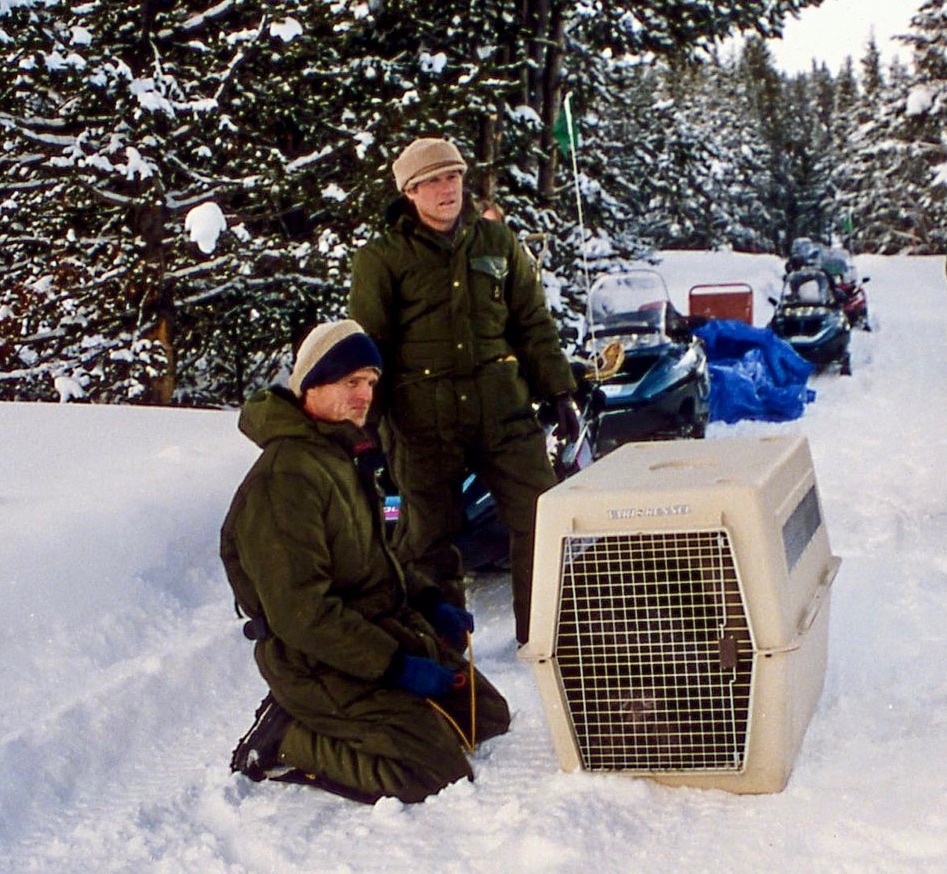 Phillips and one of his closest friends, Doug Smith, when they are about to release Wolf 3 near Fishing Bridge in Yellowstone. Smith succeeded Phillips as the park's chief wolf biologist. Photo courtesy Jim Peaco/NPS