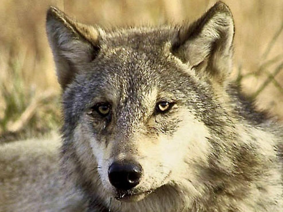 The gray wolf, once considered a great American conservation success story, is now being targeted for decimation by states using arguments that have no basis in fact, experts say. Photo courtesy John and Karen Hollingsworth/US Fish and Wildlife Service