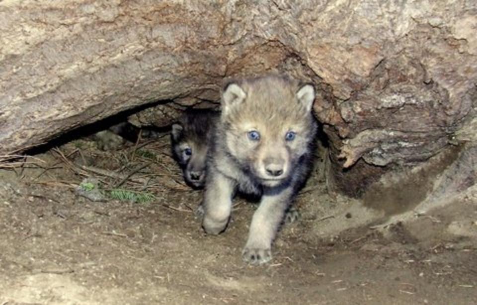New laws in Idaho and Montana allow the killing of wolf pups. In Wyoming across 85 percent of the state, it is legal to kill wolf pups any day of the year,  at any hour, using almost any means possible, including pouring gasoline into dens and burning them. Killing pups violates the fair chase hunting ethics promoted by Theodore Roosevelt and others. Photo courtesy Hilary Cooley/USFWS
