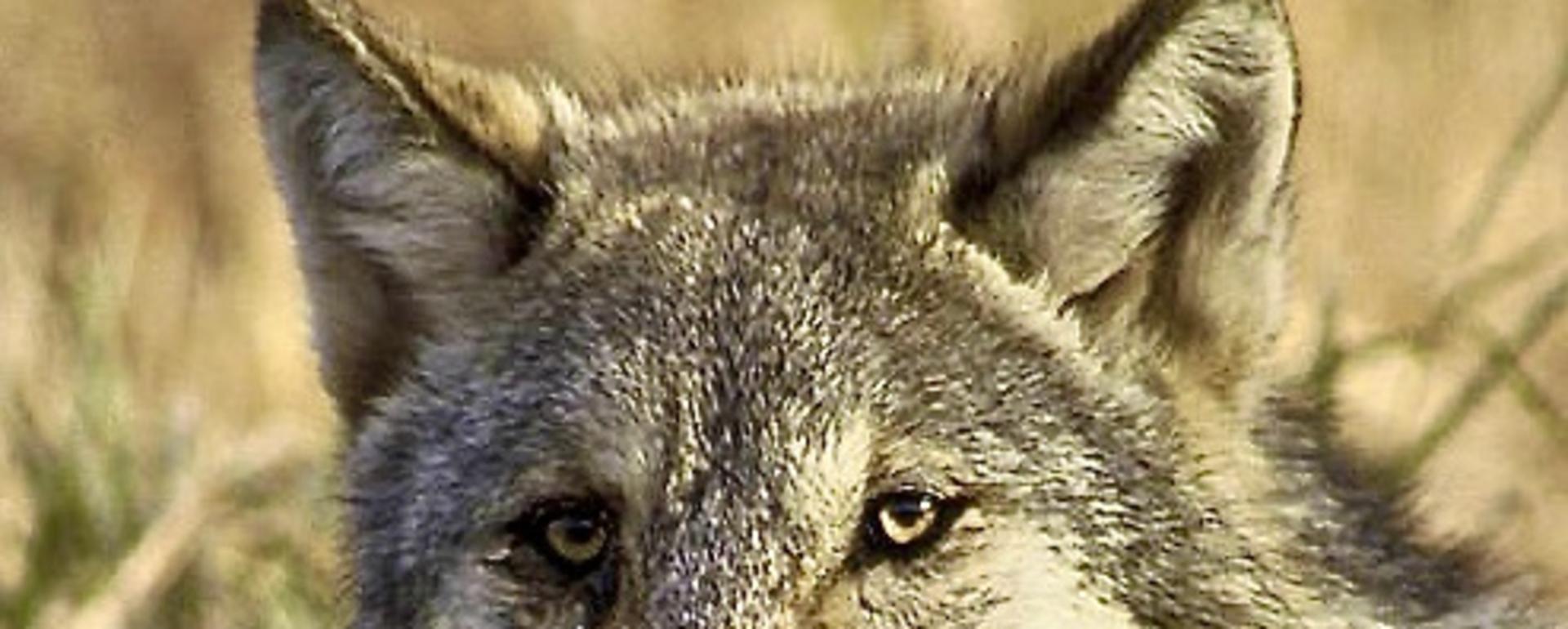 Montana, Idaho aim to decimate wolves, again