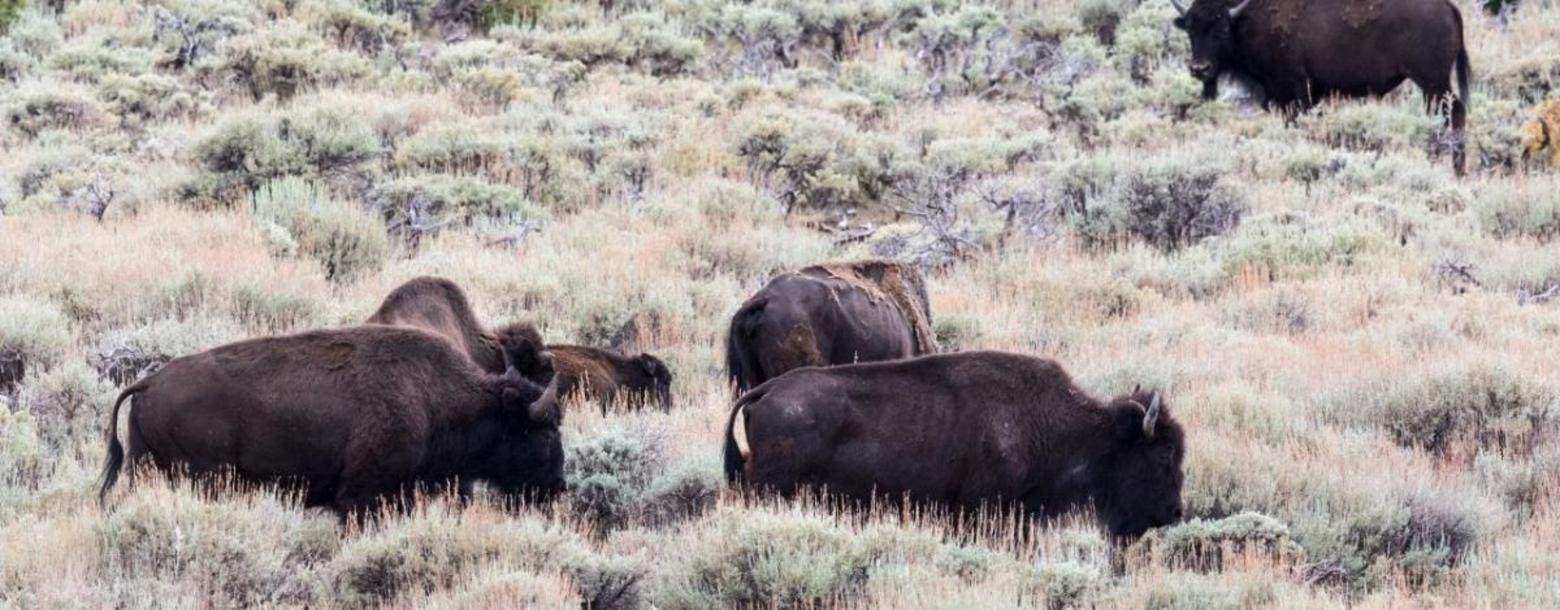 An issue certain to be discussed again is whether the BLM will allow the American Prairie Reserve to graze bison on historic cattle allotments administered by the BLM in central Montana. Local opposition forced the issue to be shelved and legislators in Montana passed a law that would make it more difficult, even though the conservative free-market thinktank PERC in Bozeman sided with APR.  Photo courtesy BLM