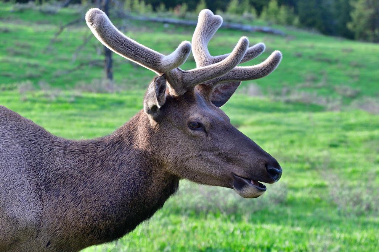 Throughout the spring and summer the blood-rich tissue—"velvet"—nourishes the rapid sprouting and expansion of bull elk antlers grown annually to replace the old pair shed earlier in the year. 