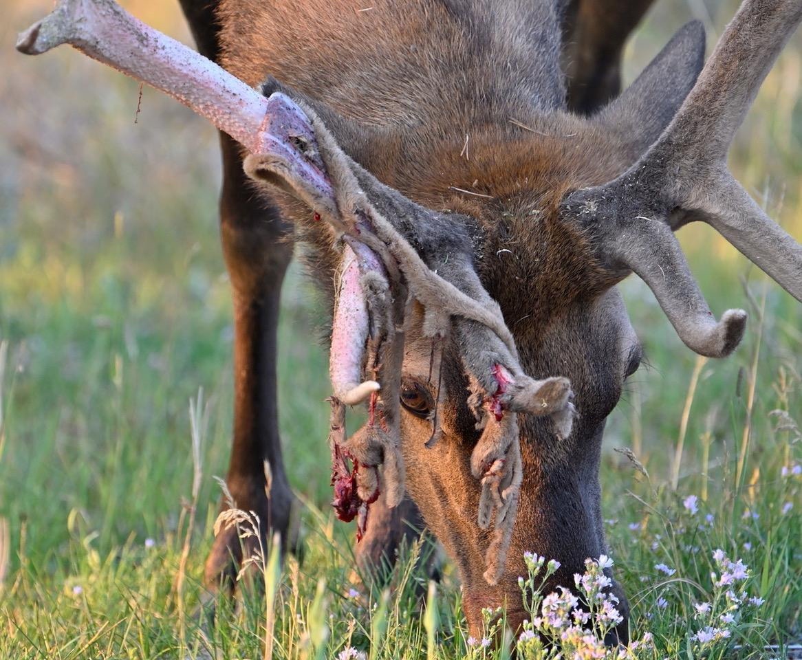 Closer up, the velvet hangs in thick strips on his right antler while remaining mostly in tacts on the left