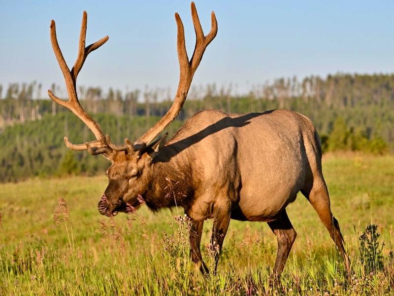 Bull elk in Yellowstone are readying for autumn jousting