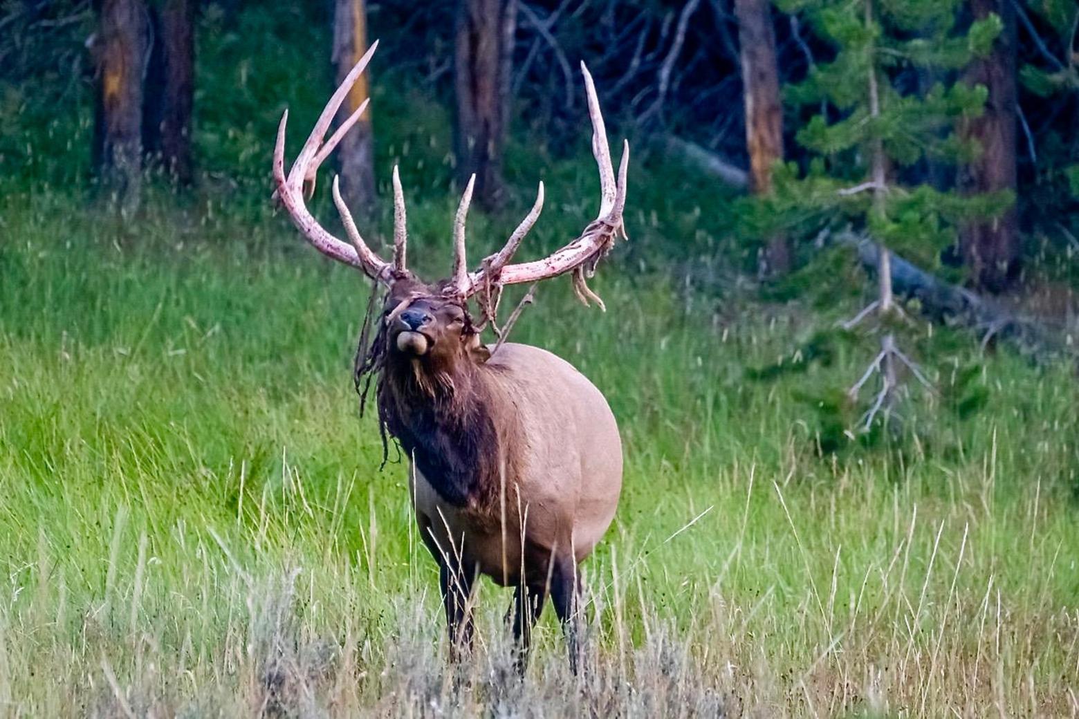 Nearby, in fact, in a neighboring meadow, a second bull at the same seasonal stage as the first, struggles with the annoying dread-lock tangle of dead velvet that hangs around his face. His velvet is mostly gone exposing the bone white of his newly-commissioned antlers.