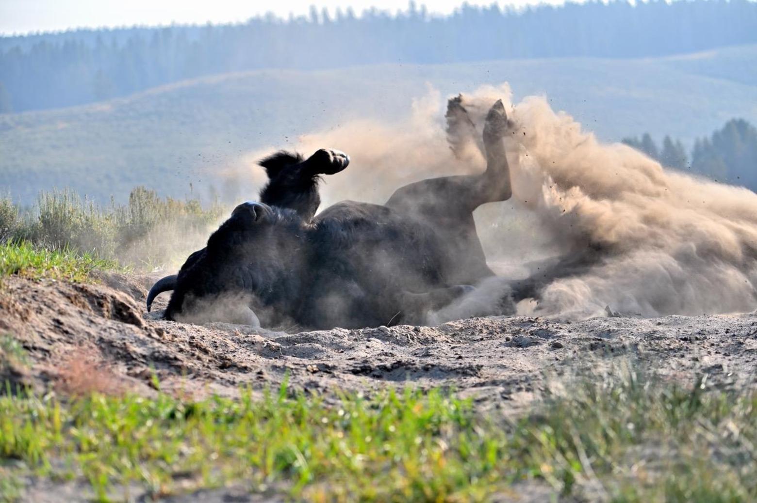 Meanwhile, as the elk people ready for their rut, the mating season of the bison people continues. Here a mature bull enjoys a dust wallow roll—a frequent pleasure during their mating season. The bison rut is well past its peak but still there will be rigorous days of collective excitement and sometimes violent episodes between bulls for a while yet. Until recently,  late in this year's calving season, a few little tardy orange calves were being born, the late fruit of last year's rut.
