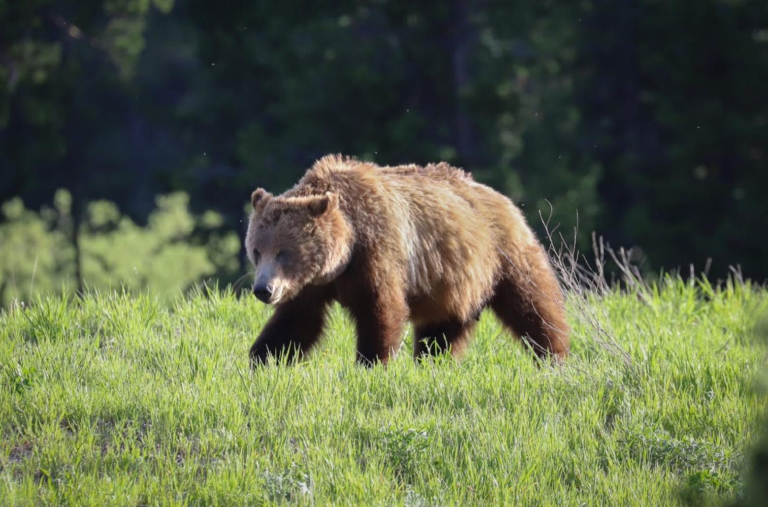 Greater Yellowstone emanates a rarefied sense of wildness so rare in the human-dominated US. Castro-Root captured this photo of famous Jackson Hole Grizzly 399. Animals like her put into context what's at stake and why facts in reporting about nature matter. 