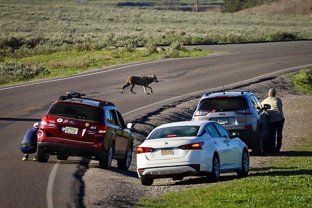 A lone wolf stops traffic in Yellowstone's Hayden Valley. Greater Yellowstone is the only ecosystem left in the Lower 48 with all of its original free-ranging large mammals that were here before Europeans arrived on the continent—a fact not lost on Castro-Root.