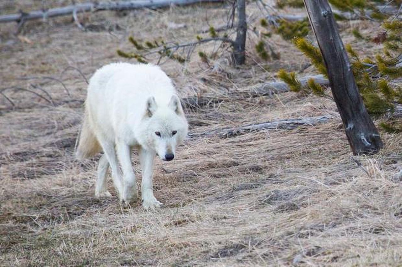 This rare 12-year-old white female wolf, member of Yellowstone's Canyon Pack, was shot in 2017 and wounded by a poacher. After park officials reached her, she was in shock and had to be euthanized because of the severity of the wound. Today there remains a huge reward waiting for anyone who provides information leading to the arrest and conviction of the poacher. Photo courtesy Neal Herbert/NPS