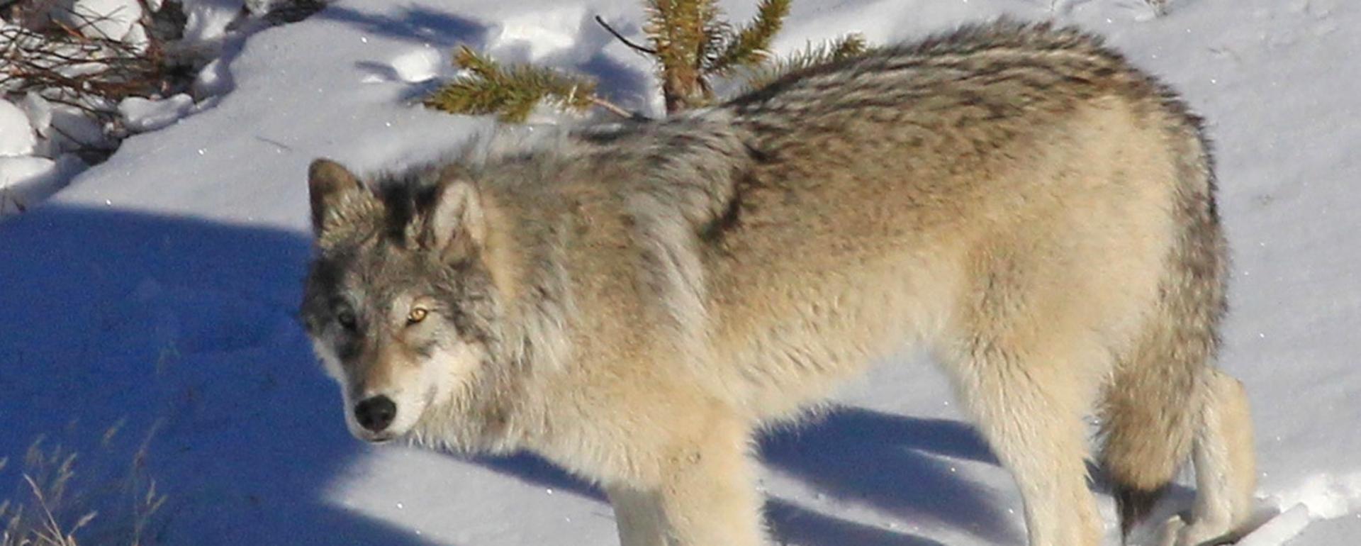 A member of Yellowstone's Delta Pack