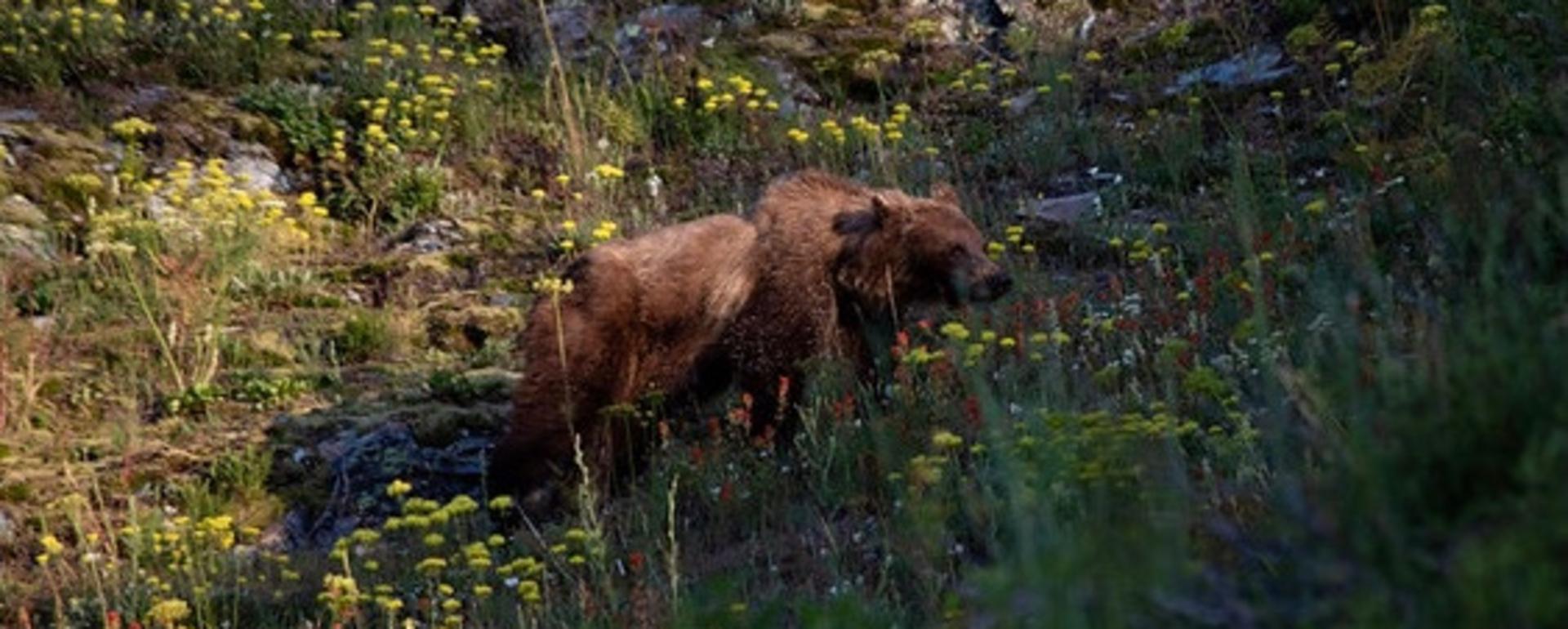 A grizzly in Glacier National Park
