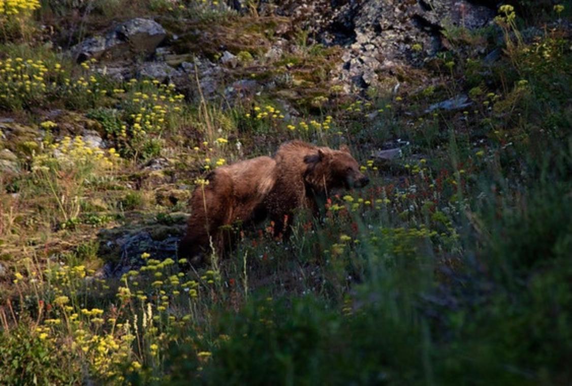 A grizzly bear in Glacier National Park is a visual reminder of the still-wild spaces of the West. "With diligence," Castle notes, "people that live, work or recreate in these wild places can adopt bear safety habits that keep bears wild and people safe."  Photo courtesy NPS