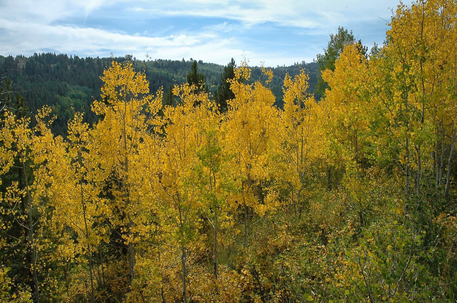 The glow of aspens means we are closer to winter than summer, a metaphor that touches the emotions of many MoJo readers or their loved ones, especially in these uncertain times. Photo courtesy Susan Marsh