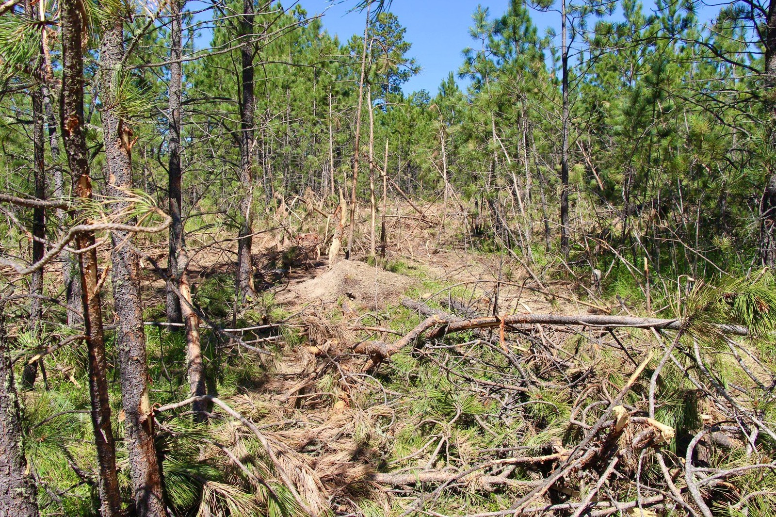 Observes ecologists with the Norbeck Society of this thinning project on the Black Hills National Forest: "This photo shows a 'corridor' where the regeneration has been driven over to retrieve the mature trees. With th removal of the larger trees, the remaining smaller trees will grow a little faster, but will soon stagnate into the kind of area that attracts mountain pine beetle infestation. It is already a fire hazard."