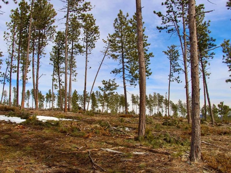 What thinning the forest to save it looks like in South Dakota