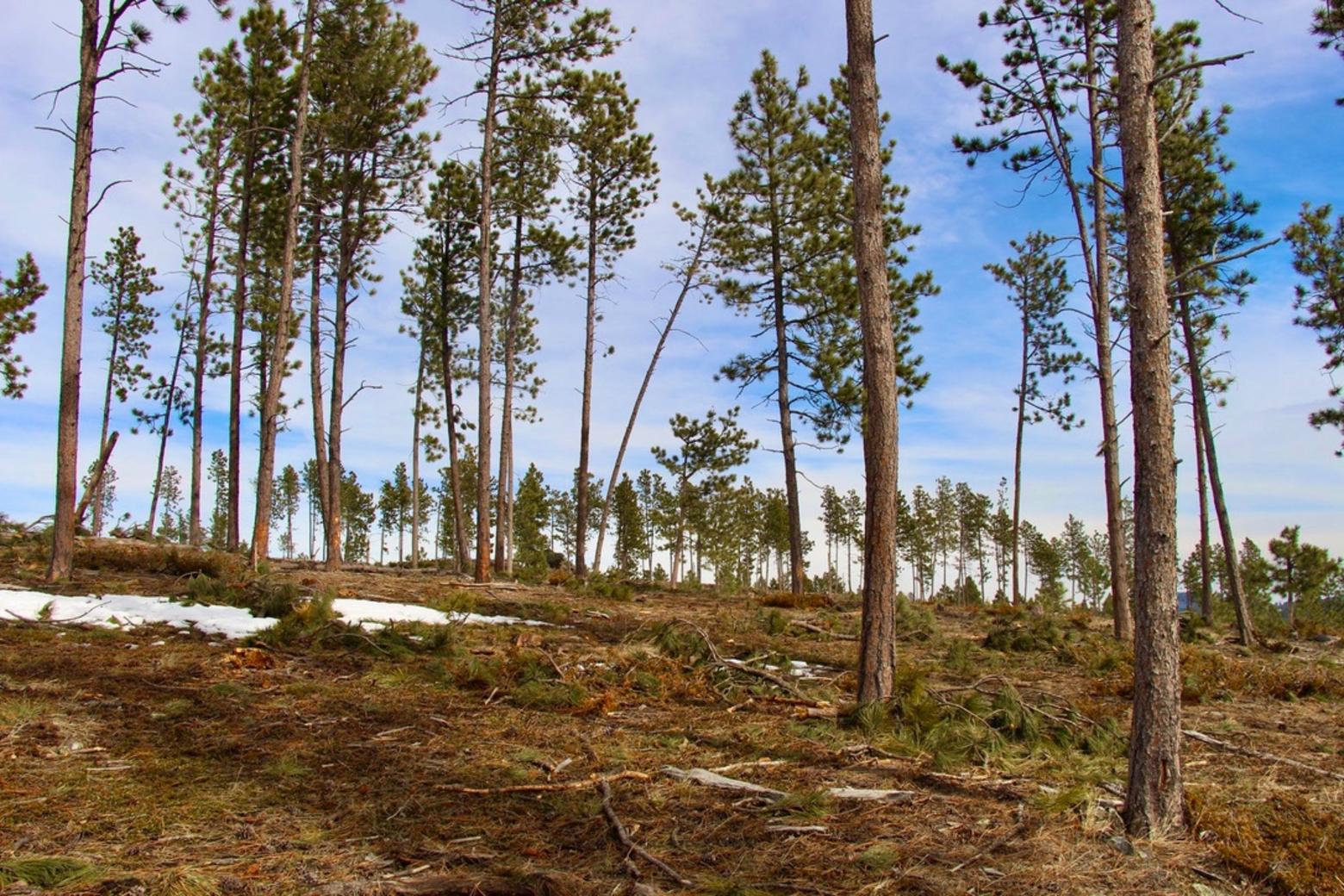 Thinning the forest to "save" it from fire, beetles and climate change? For years, forestry projects on the Black Hills and on other national forests in the West focused on removing old trees which have negative ecological impacts and may actually hamper the ability of forests to be more resilient, Furnish says. Photo courtesy Norbeck Society