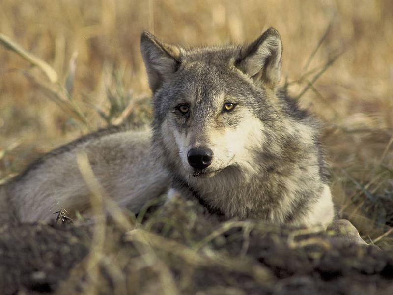 Yellowstone wolves have already been needlessly killed