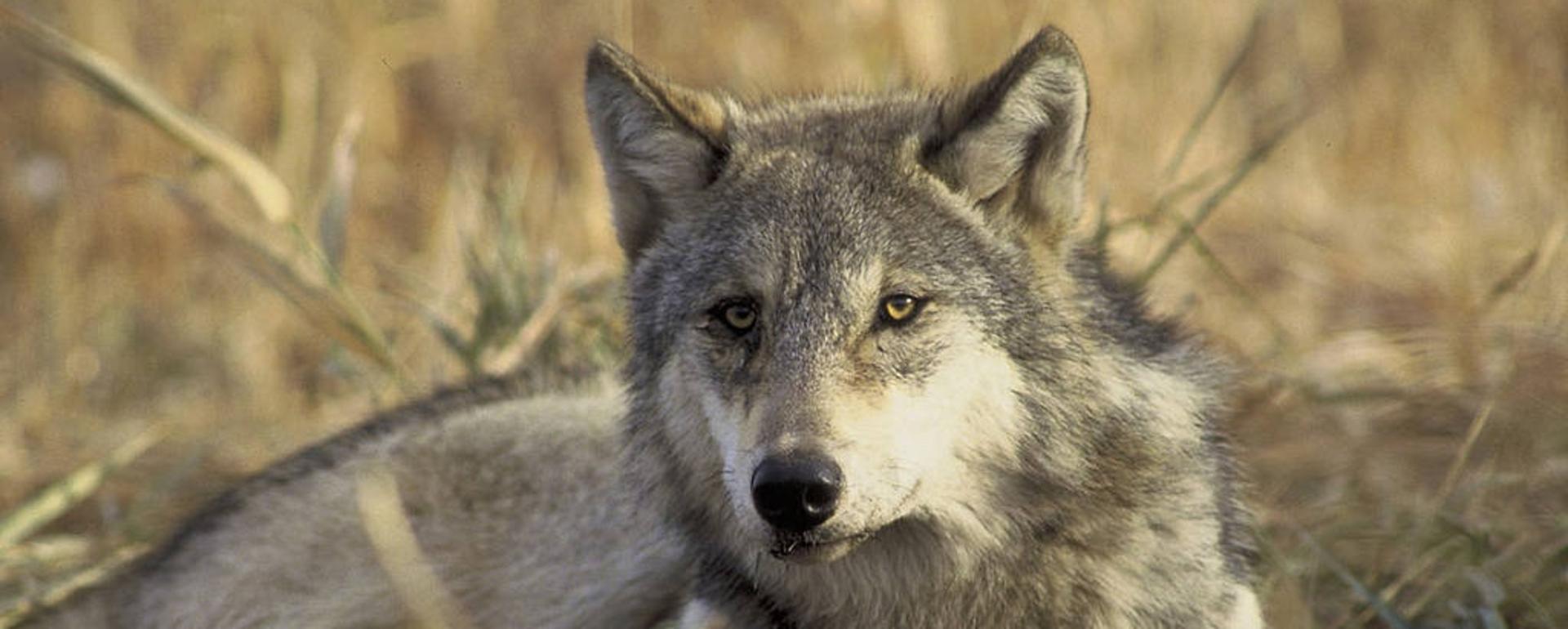 Yellowstone wolves have already needlessly been killed