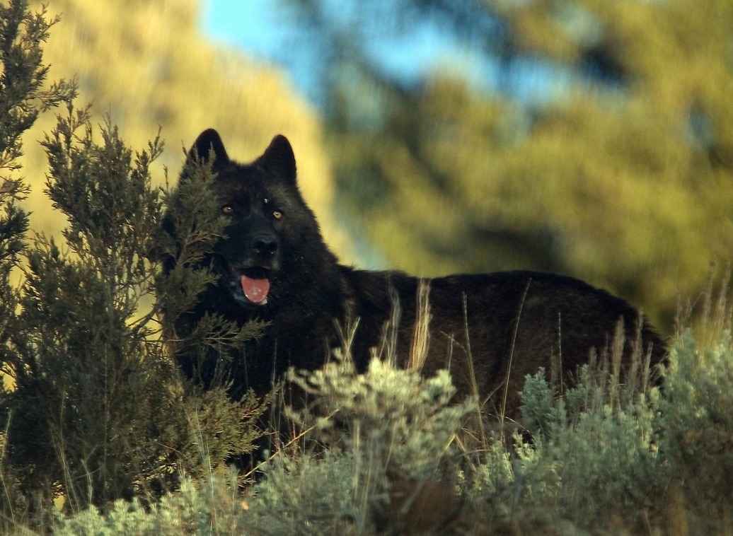 Yellowstone Wolf 302. Photo courtesy John McQuillan