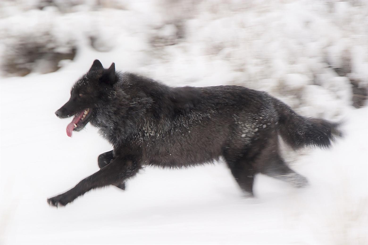 Wolf 302 on a winter's dash. Photo courtesy Doug Dance