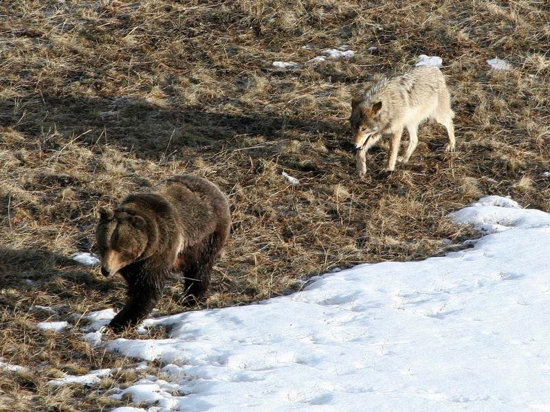 Wolves and grizzlies target of Montana's anti-predator laws