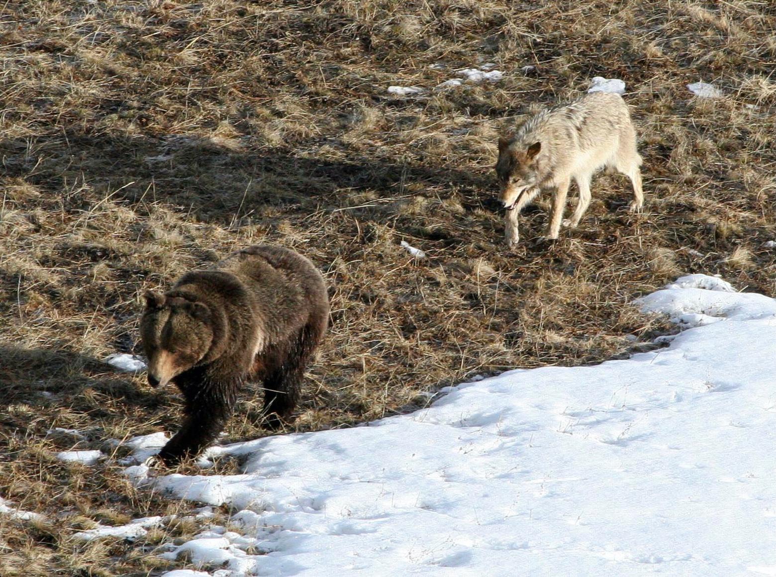 Wolves and grizzlies attract people to the Northern Rockies from around the world who spend billions on nature tourism. The recovery of wolves and bears, after earlier human-caused annihilations, are part of the greatest wildlife conservation success stories in history. Critics say Montana Gov. Greg Gianforte endorses the erasing of wolf recovery and, to date, he has not produced any scientific evidence to support his positions. Who is making that claim?  A growing number of professional wildlife scientists who also say his wildlife commissioners are captive to special interests. Photo courtesy NPS