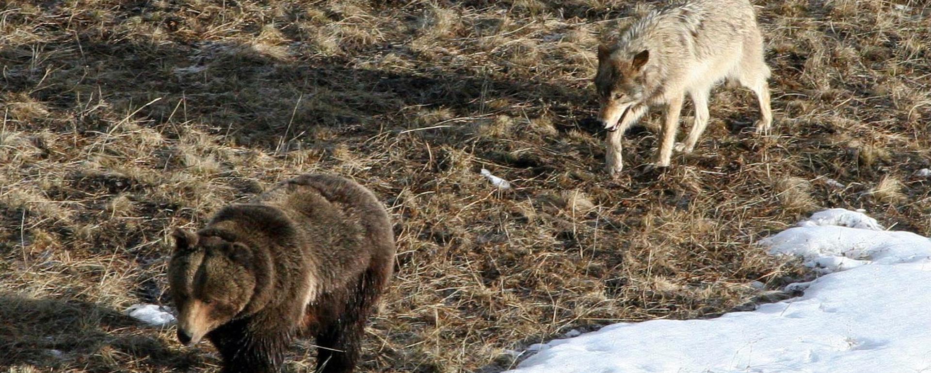 Wolves and grizzlies target of Montana's anti-predator policies