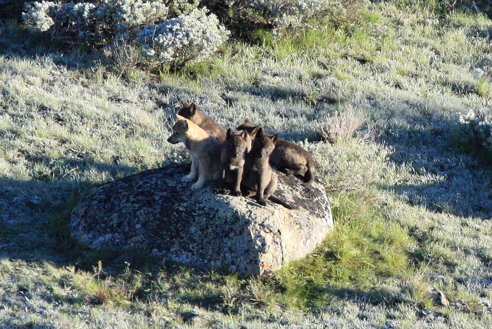 Wolf pups in Yellowstone. Are they "trophies?" Already in 2021, as a result of a controversial measures approved by Gov. Greg Gianforte, two wolf pups from a popular wolf pack in Yellowstone have been killed by hunters in Montana when the young wolves, who spend most of their lives in the park, wandered with their family across the invisible park border.  Gianforte claims wolves need to be controlled.  Yet in 10 years there have been only three cases of wolves killing livestock along the Yellowstone border. Photo courtesy NPS