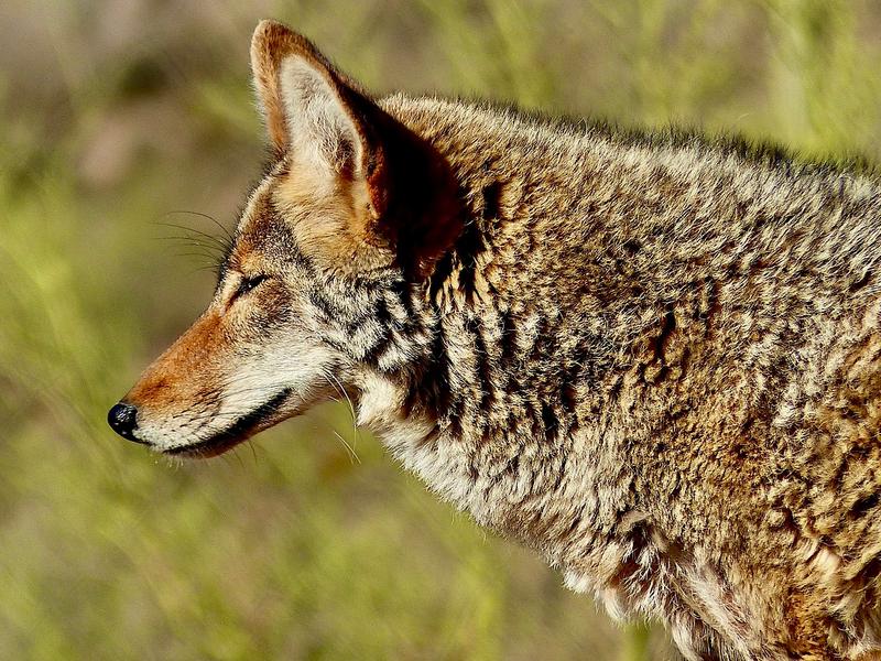In Nature, coyote bats cleanup