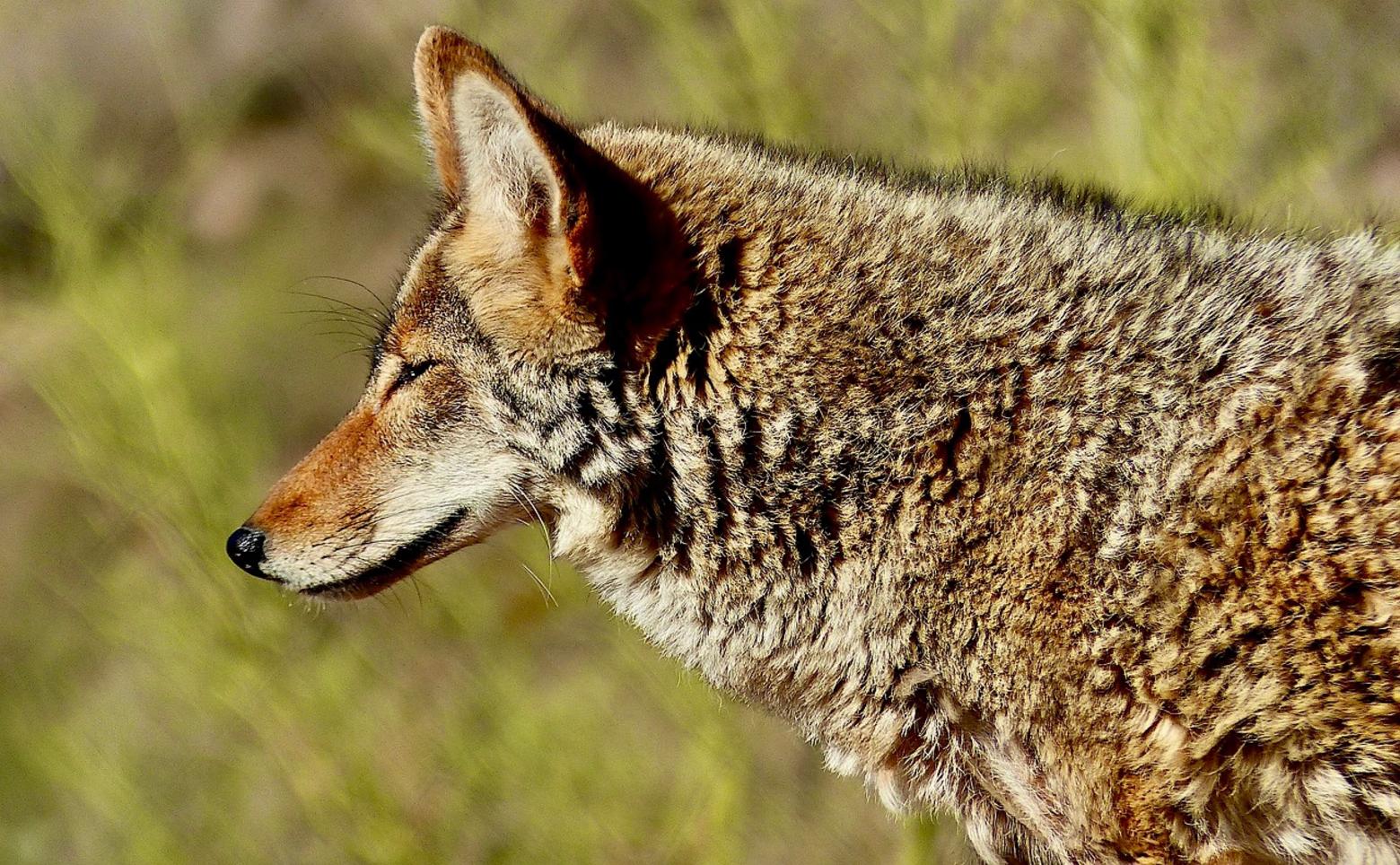 Coyote photo courtesy Rene Rauschenberger (Pixabay/Creative License)